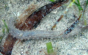 Grub Sea Cucumber - Pseudothyone belli