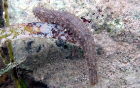 Grub Sea Cucumber - Pseudothyone belli