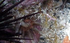 Hidden Sea Cucumber - Pseudothyone belli