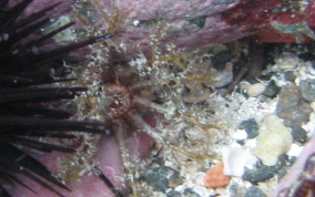 Hidden Sea Cucumber - Pseudothyone belli