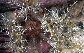 Hidden Sea Cucumber - Pseudothyone belli