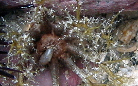 Hidden Sea Cucumber - Pseudothyone belli