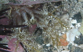 Hidden Sea Cucumber - Pseudothyone belli