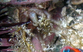 Hidden Sea Cucumber - Pseudothyone belli