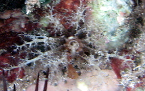 Hidden Sea Cucumber - Pseudothyone belli