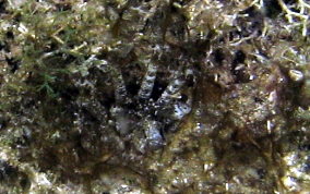 Hidden Sea Cucumber - Pseudothyone belli