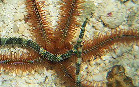 Long Spine Brittle star