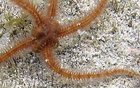 Long Spine Brittle star