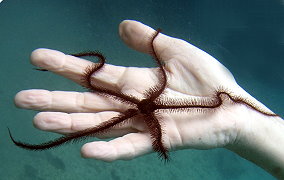 Long Spine Brittle star