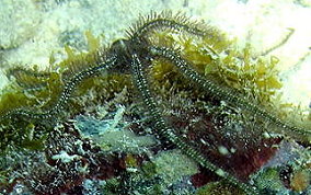 Long Spine Brittle star