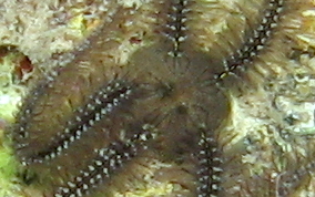 Long Spine Brittle star