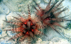 Magnificent Urchin - Astropyga magnifica