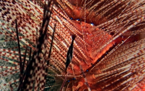 Magnificent Urchin - Astropyga magnifica