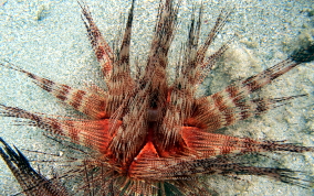 Magnificent Urchin - Astropyga magnifica