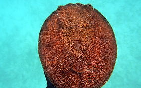 Red Heart Urchin - Meoma ventricosa ventricosa