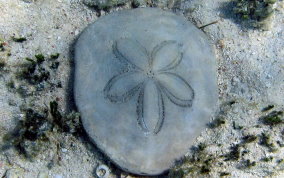 Sand Dollar (Skeleton)