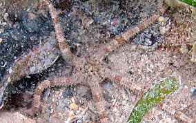 Banded Arm Brittle Star -  Ophioderma brevispinum