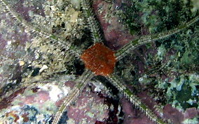 Banded Arm Brittle Star -  Ophioderma sp.