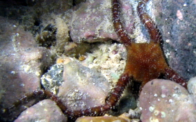 Brittle Star -  Ophioderma sp.