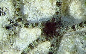 Banded Arm Brittle Star -  Ophioderma sp.