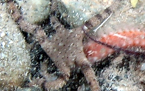 Circle Marked Brittle Star -  Ophioderma cinereum