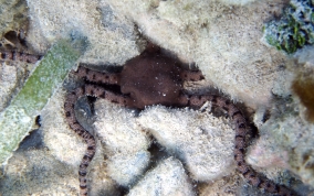 Circle Marked Brittle Star - Ophioderma cinereum