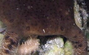 Circle Marked Brittle Star -  Ophioderma cinereum