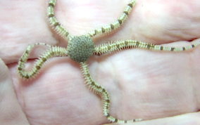 Reticulated Brittle Star - Ophionereis reticulata