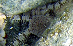 Reticulated Brittle Star - Ophionereis reticulata