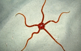 Ruby Brittle Star - Ophioderma rubicundum ?