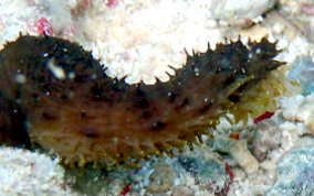 Slender Sea Cucumber - Holothuria impatiens