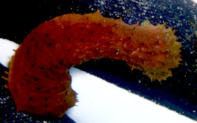 Slender Sea Cucumber - Holothuria impatiens