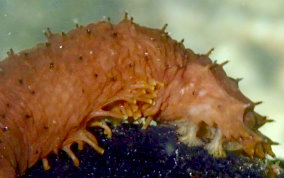 Slender Sea Cucumber - Holothuria impatiens