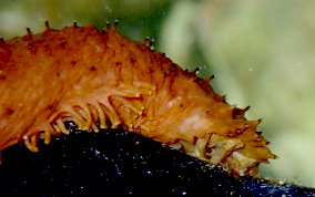 Slender Sea Cucumber - Holothuria impatiens