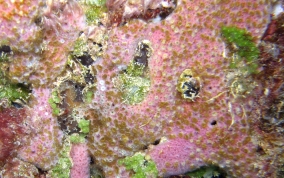 Sponge Zoanthid