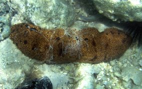 Three-Rowed Sea Cucumber - Isostichopus badionotus