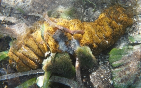 Donkey Dung Sea Cucumber - Holothuria mexicana 