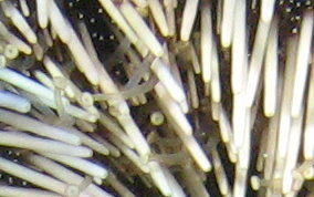 West Indian Sea Egg (Urchin) - Tripneustes ventricosus 