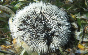 West Indian Sea Egg 