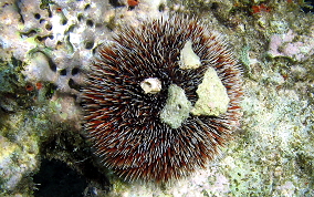 West Indian Sea Egg (Urchin) - Tripneustes ventricosus 