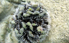 West Indian Sea Egg (Urchin) - Tripneustes ventricosus 