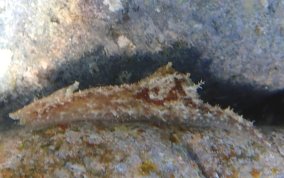 Lined Seahare - Stylocheilus rickettsi