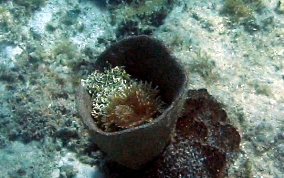 
Bell Sponge
 - Ircinia campana