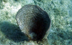 
Bell Sponge
 - Ircinia campana