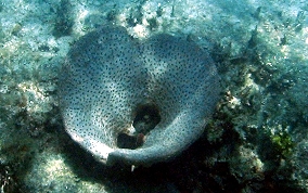 
Bell Sponge
 - Ircinia campana