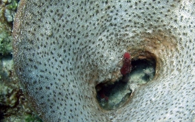 
Bell Sponge
 - Ircinia campana