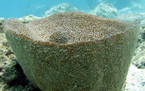 
Bell Sponge
 - Ircinia campana