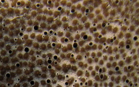 
Bell Sponge
 - Ircinia campana