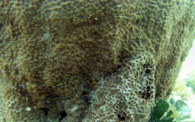 
Bell Sponge
 - Ircinia campana