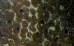 
Bell Sponge
 - Ircinia campana